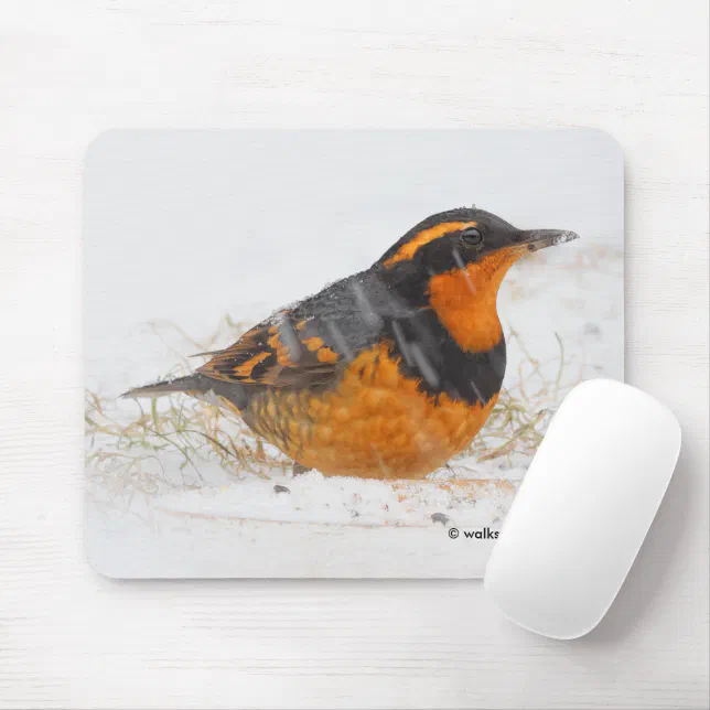 Beautiful Varied Thrush Songbird in the Snow Mouse Pad