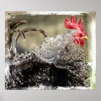 Frizzle Rooster Poster