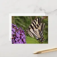 Swallowtail Butterfly on the Butterfly Bush Postcard