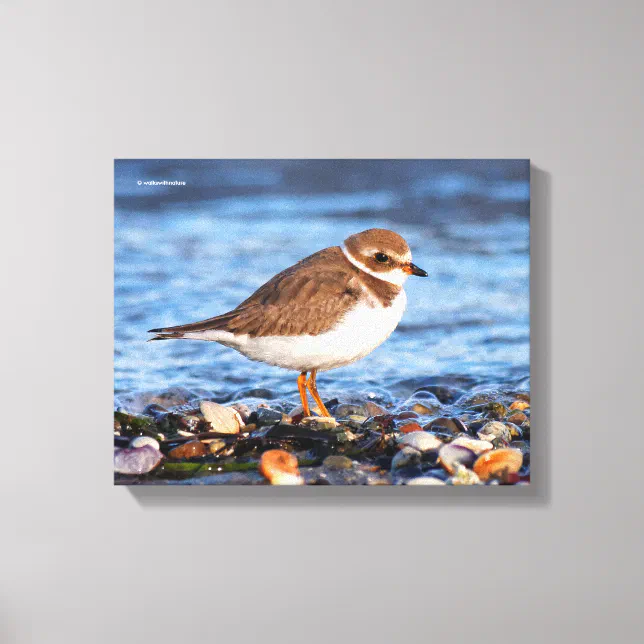 Beautiful Semipalmated Plover at the Beach Canvas Print