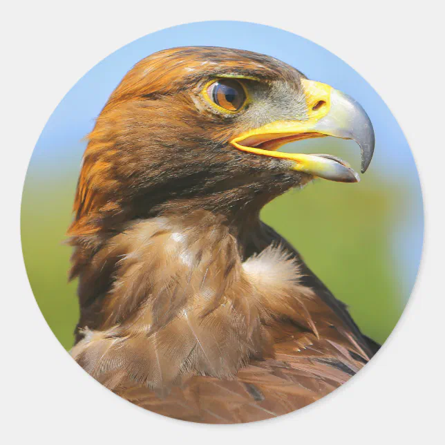 Vision of a Beautiful Young Golden Eagle Classic Round Sticker