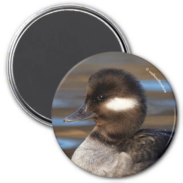 Cute Bufflehead Duck on Sunlit Waters Magnet