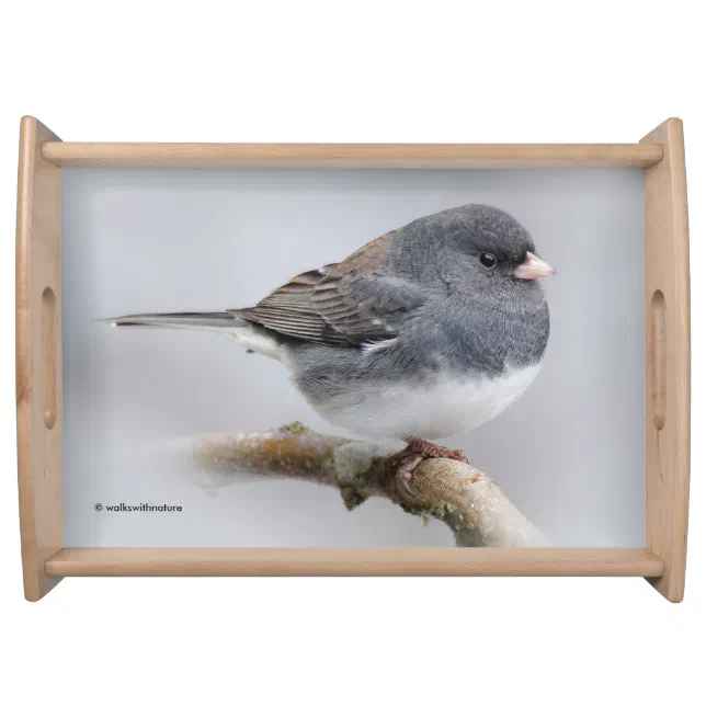 Slate-Colored Dark-Eyed Junco on the Pear Tree Serving Tray