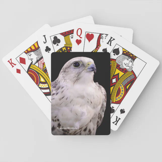 Vignetted Portrait of an Inquisitive Saker Falcon Poker Cards