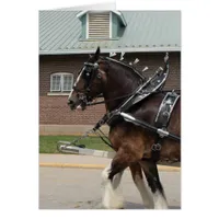 Draft Horses at a State Fair