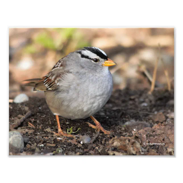 Chubby White-Crowned Sparrow in the Winter Sun Photo Print