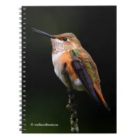 A Sweet Rufous Hummingbird Poses on the Fruit Tree Notebook