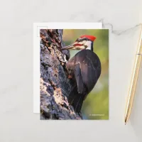 Beautiful Pileated Woodpecker on the Tree Postcard