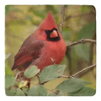 Northern Cardinal in Tree in Early Autumn Trivet