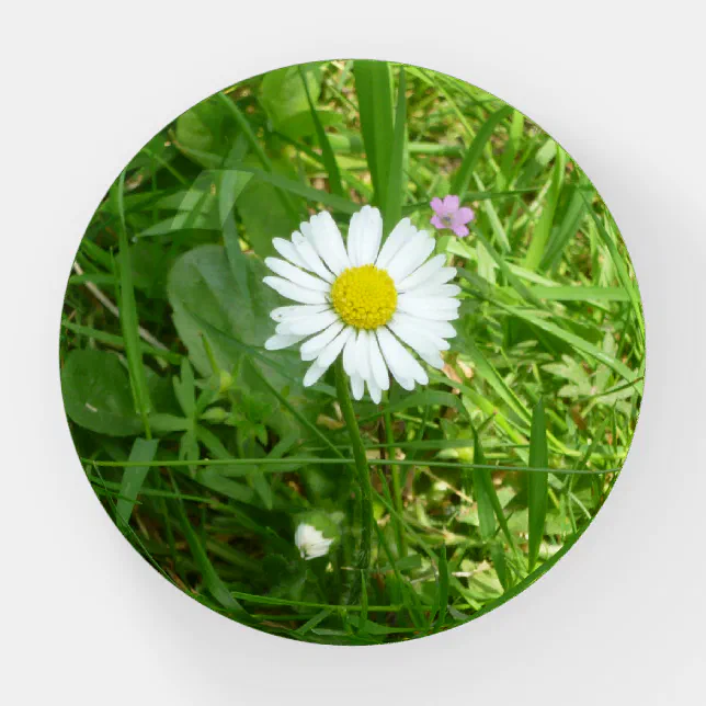 Pretty Little White and Yellow Miniature Daisy Paperweight