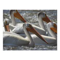 American White Pelicans Photograph