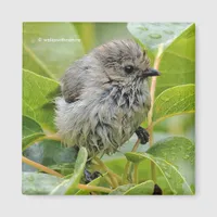 Cute Wet Young Bushtit Songbird on the Laurel Magnet