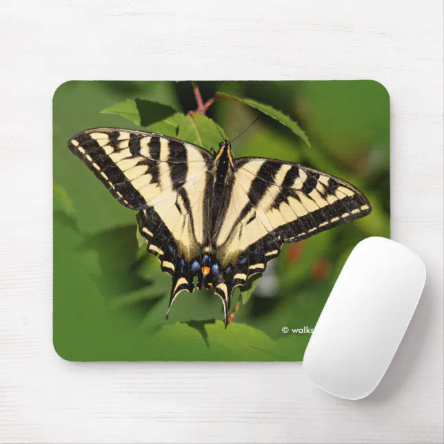 Beautiful Western Tiger Swallowtail Butterfly Mouse Pad
