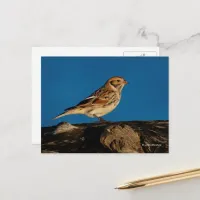 Lapland Longspur Bunting Songbird on Sunlit Log Postcard