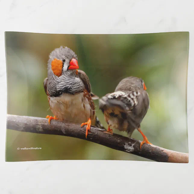 A Cheeky Pair of Zebra Finches Trinket Tray
