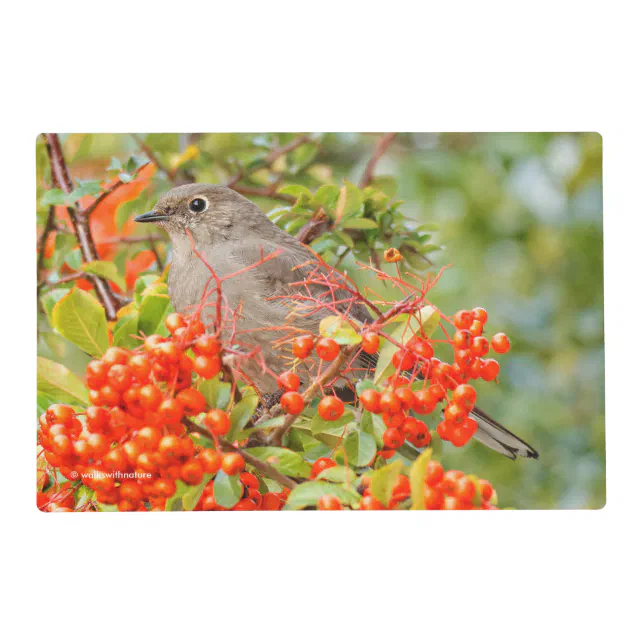 Townsend's Solitaire on the Pyracantha Placemat