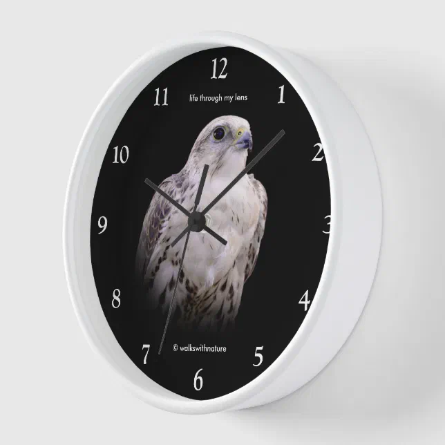 Vignetted Portrait of an Inquisitive Saker Falcon Clock