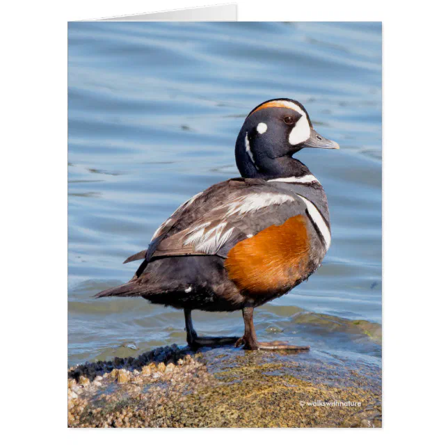 Beautiful Harlequin Duck on the Rock