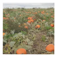 Autumn Pumpkin Patch Photography Faux Canvas Print