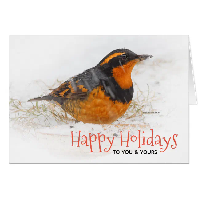 Varied Thrush in the Snow Christmas Holiday