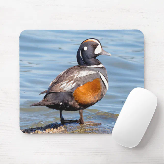 Beautiful Harlequin Duck on the Rock Mouse Pad