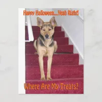 Halloween Dog and No Treats Postcard