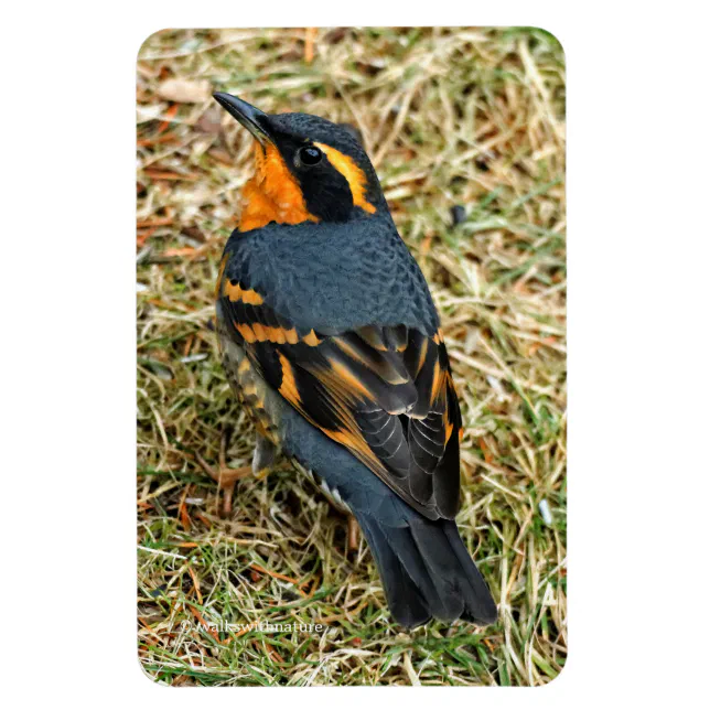 Stunning Varied Thrush on the Lawn Magnet