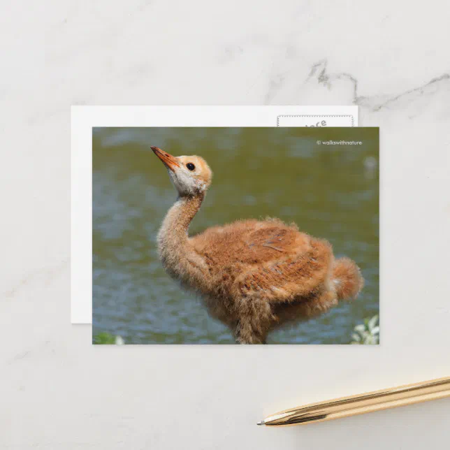 Portrait of a Sandhill Crane Colt Postcard