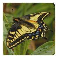 Beautiful Anise Swallowtail Butterfly in the Grass Trivet