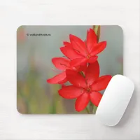 Kaffir Lily / River Lily / Hesperantha Coccinea Mouse Pad