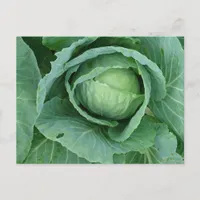 Cabbage Postcard