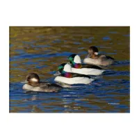 Getting My Ducks in a Row: Four Buffleheads Acrylic Print