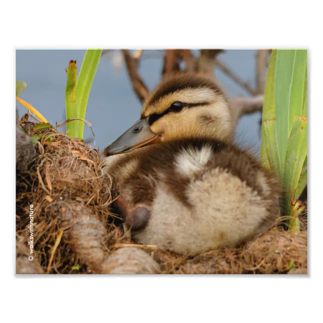 A Cute and Precocious Mallard Duckling Photo Print