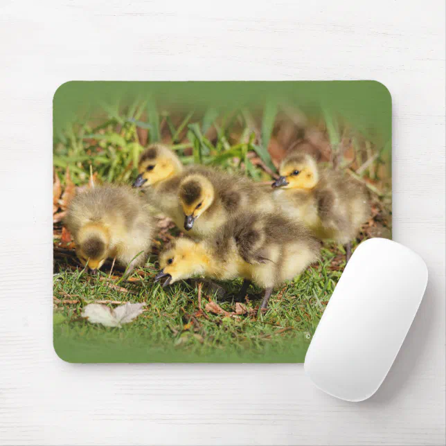 Adorable Baby Canada Geese on the Grass Mouse Pad