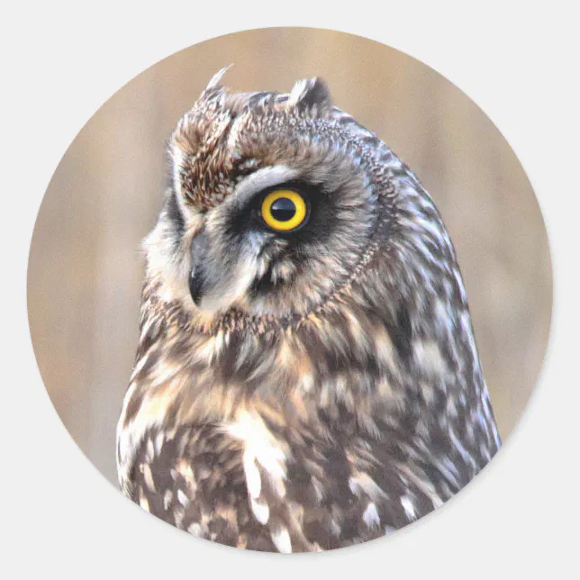 Portrait of a Short-Eared Owl Classic Round Sticker