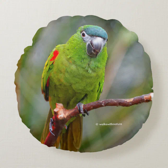 Hahn's Mini Macaw / Red-Shouldered Macaw Round Pillow