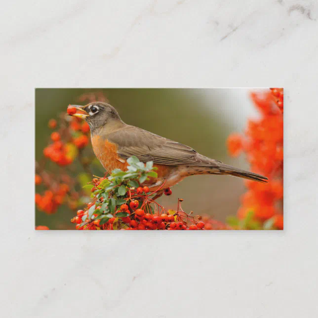 American Robin with a Pyracantha Pomme Business Card