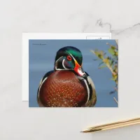Beautiful Pensive Wood Duck in the Marsh Postcard