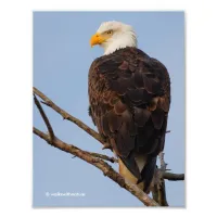 Beautiful Bald Eagle in a Tree Photo Print