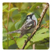 Beautiful Chestnut-Sided Warbler on a Branch Trivet