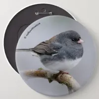 Slate-Colored Dark-Eyed Junco on the Pear Tree Button
