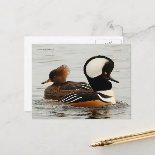 Hooded Merganser Ducks at the Pond Postcard