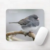 Slate-Colored Dark-Eyed Junco on the Pear Tree Mouse Pad