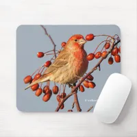 House Finch with Hawthorn Berries Mouse Pad