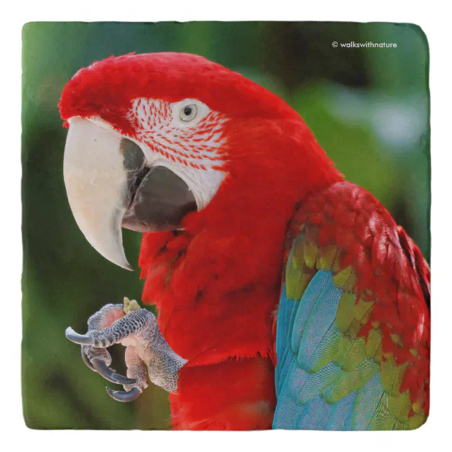 Profile of a Pretty Green-Winged Macaw Trivet