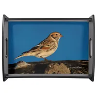 Lapland Longspur on a Sunlit Log Serving Tray