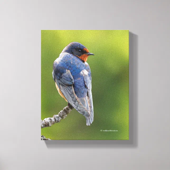 Beautiful Barn Swallow on a Branch Canvas Print