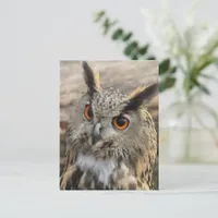 Cute eagle owl postcard