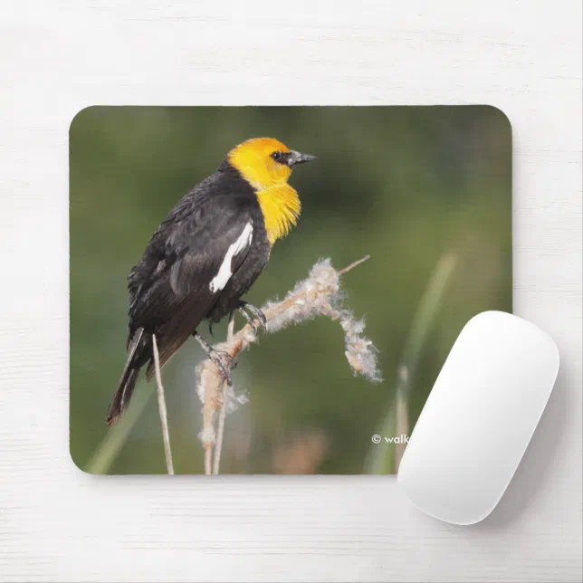 Striking Yellow-Headed Blackbird in the Marsh Mouse Pad