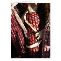 Indian Corn, Thanksgiving